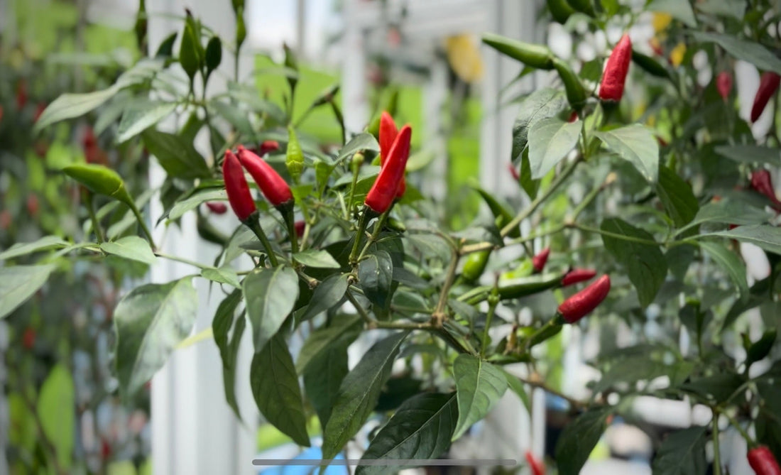 picture showing chili plant grown using hydroponics farming method in a Singapore school
