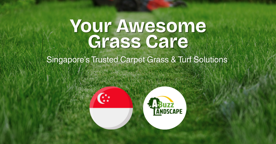 🏡 Professional Turf & Lawn Maintenance in Singapore – Why Abuzz Landscape is the Smart Choice