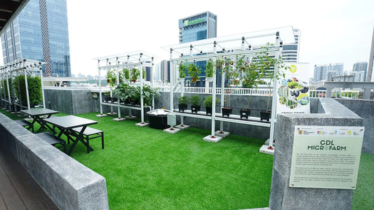 CDL MicroFarm: How Abuzz Landscapes & V-Plus Agritech Keep a Living, Low-Carbon Landmark Thriving